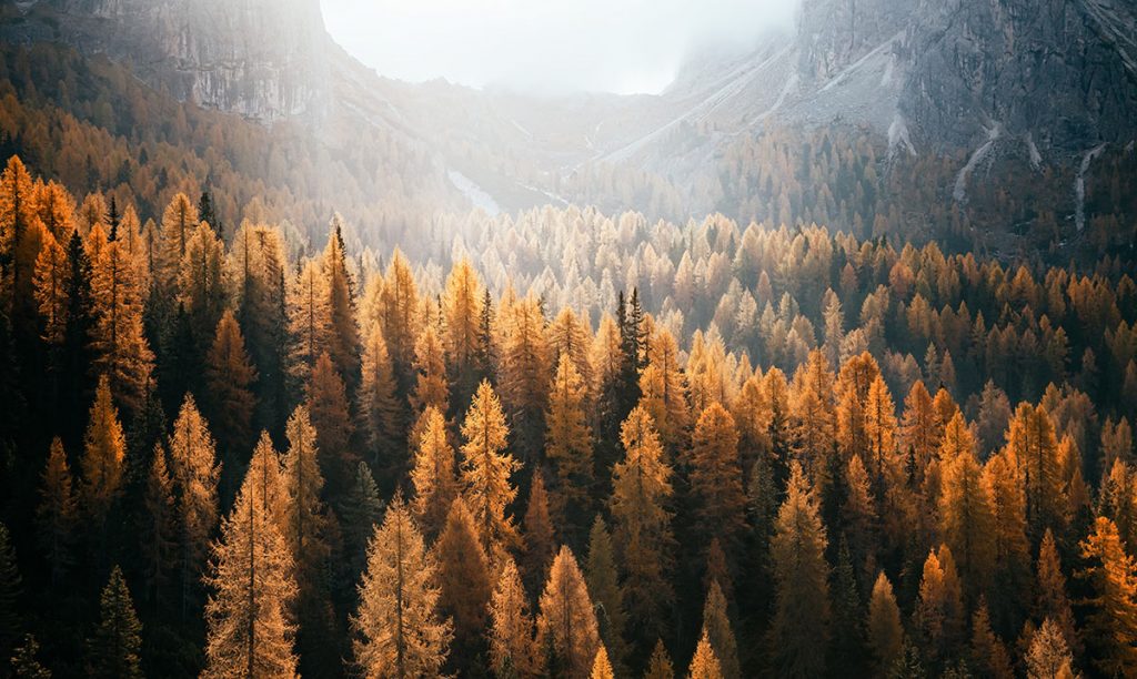 Bannière Hempicalm